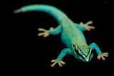 Electric Blue Day Geckos (Lycodactylus williamsi)