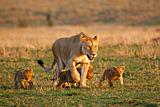 Lioness and four cubs