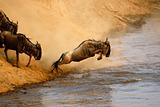 Wildebeest jumping