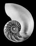 Half nautilus shell in black and white