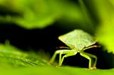 Green shield bug. Palomena prasina