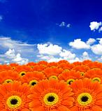 orange daisy flowers