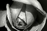 Rose Close Up