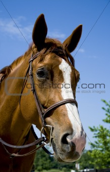 Horse wearing bridle