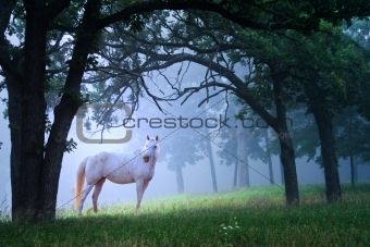 Beautiful White Horse in the Morning Mist