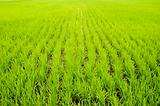 green paddy fields