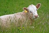 Calf in the meadow