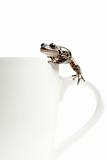 frog on coffee cup