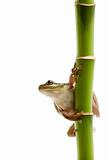 frog on bamboo