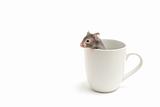 hamster in a cup isolated