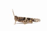 locust macro on white