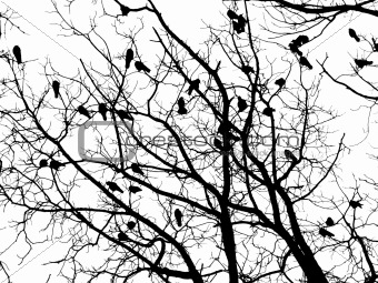 Crows (4)