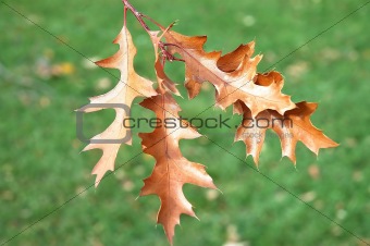 Brown Oak Leaves