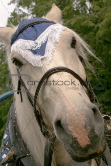 portret of horse