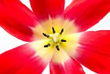 pollen of tulip