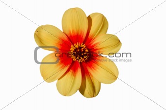 Flower, isolated on white