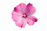 Pink Flower isolated on white