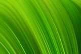 Abstract green,