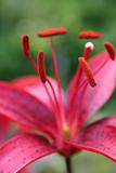 Crimson lily stamens