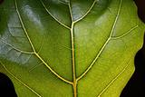 Tropical Plant Leaf