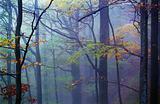 Misty Wood