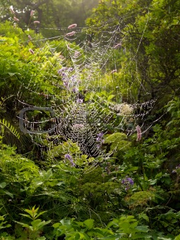 Spiderweb in the morning 