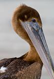 Portrait of a Pelican