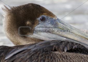 Portrait of a Pelican II
