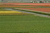 fields of tulips