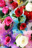 Multi-colored roses