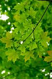 Maple leaves green