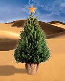 Christmas tree in the desert 