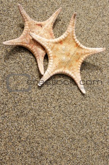 Two Starfish