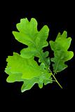oak leaf 