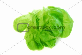 Boston lettuce
