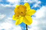 daffodil in the sky