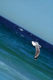 flying sea-gull