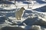 White cat on snow
