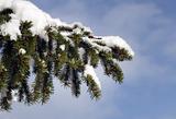 closeup of pine-tree branch under snow