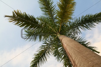 Caribbean Palm Tree