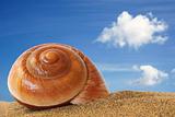 Beached Seashell