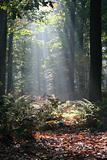 Mysterious sunlight in a Dutch forest
