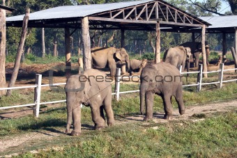 Baby Elephants - Nepal