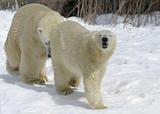 mating polar bears