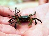 small crab on the man's palm