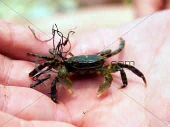 small crab on the man's palm
