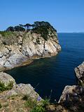 seaside korean pine islands cove