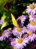 yellow butterfly on the violet camomile 