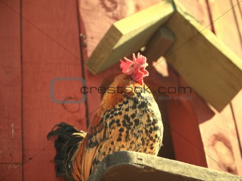 Rooster at sunrise