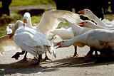 Goose fight